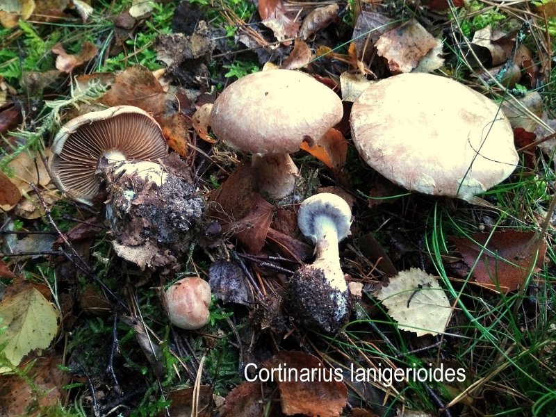 Cortinarius lanigerioides-amf655.jpg - Cortinarius lanigeroides ; Syn: Cortinarius leptosporus